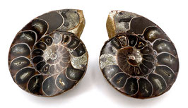 Ammonit, geschnitten und poliert