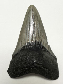 Megalodon-Zahn, 7.6 cm (mit Serration)
