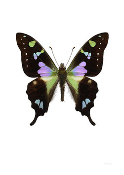 Graphium weiski
