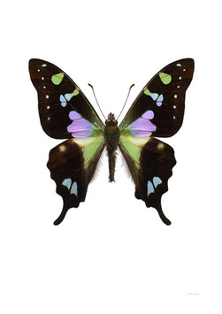 Graphium weiski