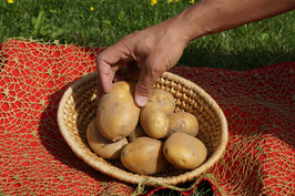 Ofenkartoffeln Sorte Longinus (55mm+)