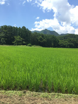 Toka rice -organic Koshihikari