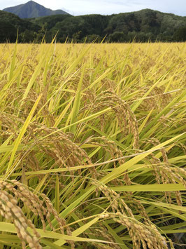 【令和４年会津下郷産コシヒカリ栽培期間中農薬肥料不使用米　”とか米”　１０kg袋入り】