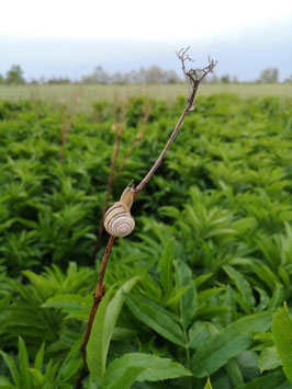 Weinbergschnecke? Alle Wege führen zum Ziel