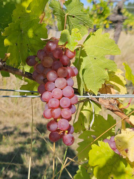 Veltliner im Erwachen