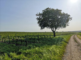 Der Baum und die Weingärten