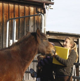 1.-Hilfekurs am Pferd