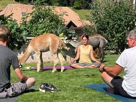 Gutschein Alpaka Yin Yoga