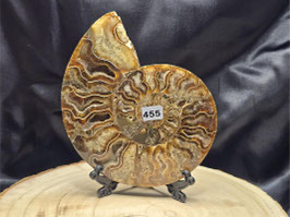 Ammonit (Cleoniceras) aus Madagaskar 190 g #0455