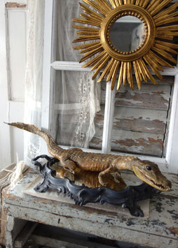 Brocante: Altes Tierpräparat Kaiman Reptilien
