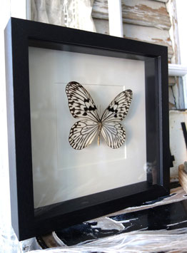 Taxidermie: Schmetterling im Holzrahmen