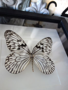 Taxidermie: Schmetterling im Holzrahmen