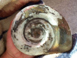minéraux forme ammonite   17cm x14 cm x 2.6 cm