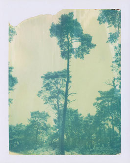 DUNE FOREST III, 2025