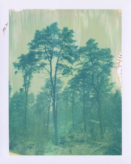 DUNE FOREST IV, 2025