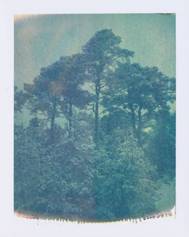 DUNE FOREST I, 2025