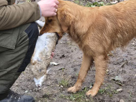 Arbeiten mit Wild für Junghunde