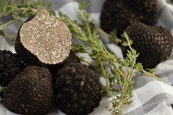 250 Gramm frischer schwarzer BURGUNDERTRÜFFEL