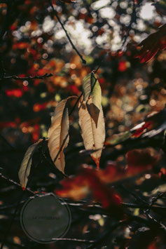 Autumn Leaves 1