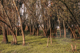 Trees in Wageningen
