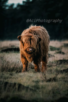 Scottish Highlander 10