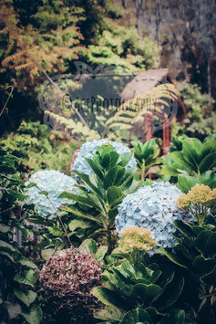 Coban Rondo flower, Indonesia