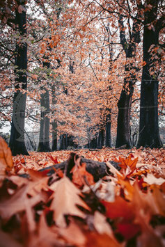 Autumn in the forest