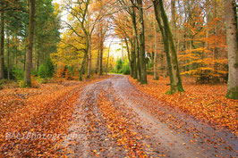 Ede, Gelderland Landschap 01