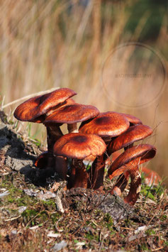 Mushroom season1