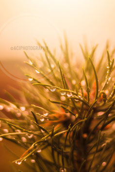 Autumn waterdrops