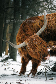 Scottish Highlander 03
