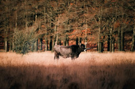 A cow on the field during sunset