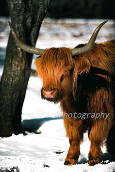Scottish Higlander 01