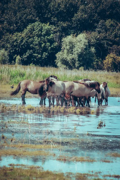 Wild Horses