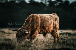 Scottish Highlander 05