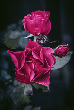 Roses 1
