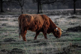 Scottish Highlander 11