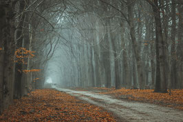 Landscape at Planken wambuis, Ede The Netherlands (No.1)
