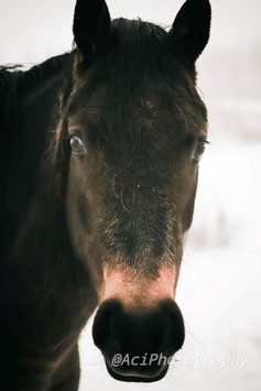 Wild horse Portret in de snow