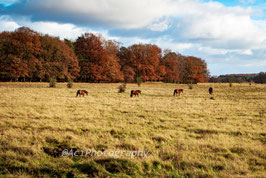 Ede, Gelderland Landschap