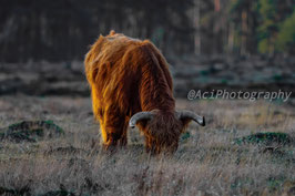 Scottish Highlander 12