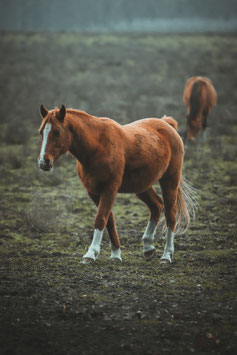 Wild horses (No.4)