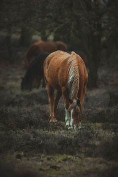 WIld horses (No.3)