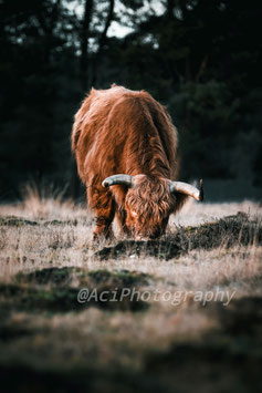 Scottish highlander 08
