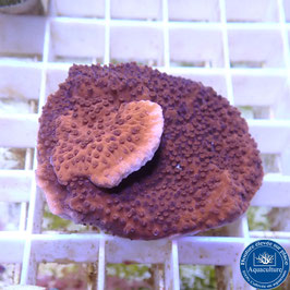 Montipora plateau rouge (4)