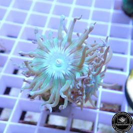 Duncanopsamia axifuga