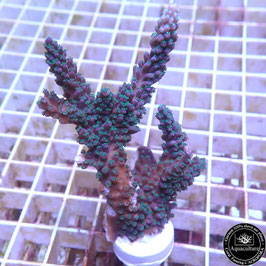 Acropora Blueberry Mint (Réf. 0-61)