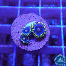 Zoanthus Blueberry Pie