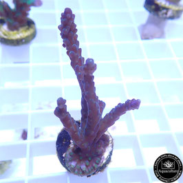 Acropora valida violet Indo. (Réf. 3-40)