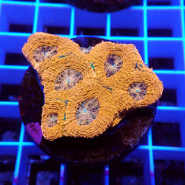 Acanthastrea echinata Ultra (Réf. AEU-25)